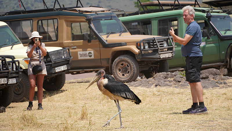Ngorongoro, roda crna